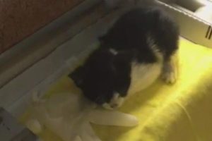 Sıkışan kedi itfaiye operasyonu ile hayata döndü