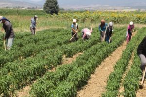 Mevsimlik tarım işçisi göçü başladı