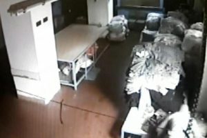 Pantolon hırsızlığı kamerada
