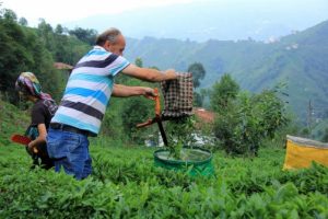 Çay üreticisi hasat için acele edince fiyat düştü