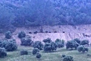 Domuz sürüsü yazlık site yakınına indi