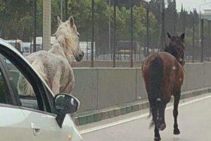 Bursa-Ankara yolunda şaşırtan görüntü