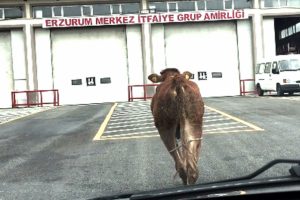 Kaçan dana sahibini peşinden 10 kilometre koşturdu