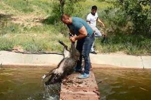 Domuzları tek tek yakalayıp kurtardı!