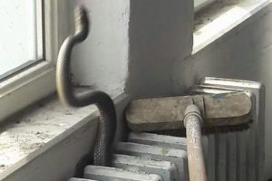 Yılan paniği okulu boşalttırdı!