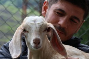 20 günlük keçiye evladı gibi bakıyor