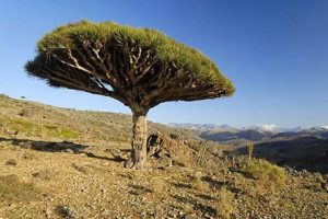 Türkiye'den Sokotra açıklaması