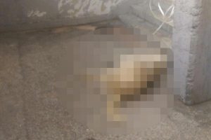 Böyle sapıklık görülmedi! Sokak köpeğini boğarak öldürüp, tecavüz etti