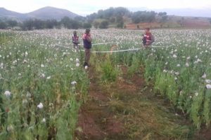 Çalışmaya gittiği tarlada ölü bulundu