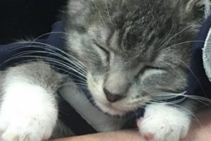 Michigan polisinin yeni memuru bir yavru kedi oldu