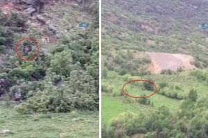 Piknik yaparken domuz sürüsü ve ayı ile karşılaştılar