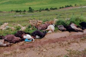 Yıldırım düşmesi sonucu çoban yaralandı, 12 keçi telef oldu