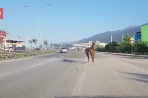 Bursa'da ipini koparan başıboş at trafiği tehlikeye soktu
