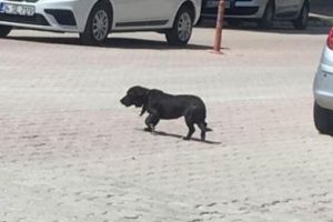 Bir ilçe 5 ay boyunca o köpeği aradı...