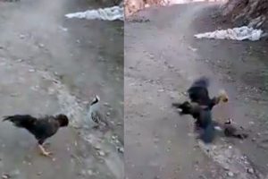 Horoza kafa tutan keklik şaşkına çevirdi!
