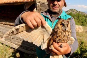 Yaralı kulaklı orman baykuşuna tedavi