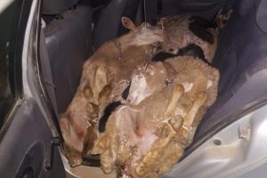 Çaldıkları koyunları arabada bırakıp kaçtılar