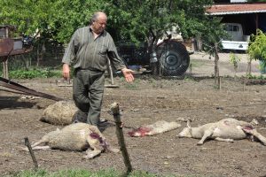 Bursa'da aç kalan köpekler 5 koyunu telef etti