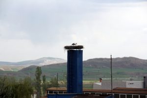 Leylek için üretimi durdurdular!