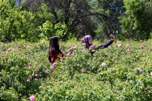 Gül bahçeleriyle nüfusunun 10 katı turist çekti