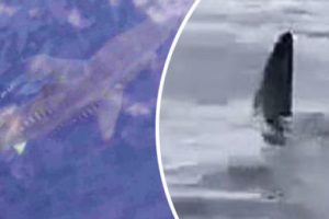 Marmaris açıklarında görülen köpek balığı şaşkınlık yarattı