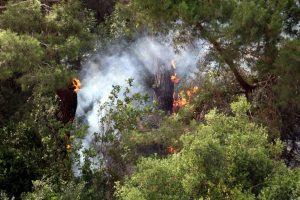 Antalya'da orman yangını