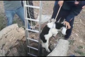 Kuyuya düşen oğlağı itfaiye kurtardı