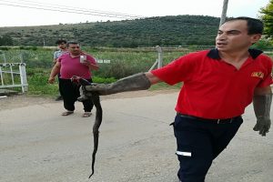 Motora giren yılanı itfaiye ekipleri çıkardı
