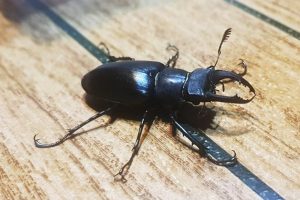 Japonların büyük ilgi gösterdiği geyik böceği, Muğla'da ilk defa görüldü