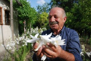 Bu çiçeğin kilosu 120 lira, yağı 5 bin avro