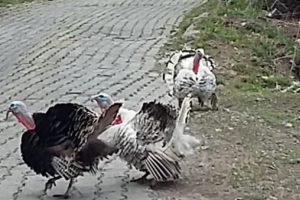 Sayaç okuma görevlisine hindi saldırısı
