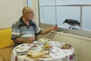 Bursa'da akıllı karga her iftar sofrada