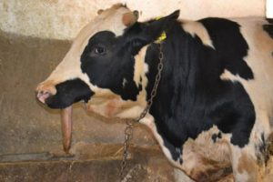 Çenesiz dana görenleri hayrete düşürüyor!