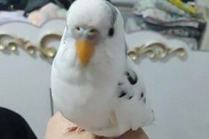 Kaybolan kuşunu bulanı ödüllendirecek