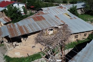 Göçmen leylekler köy sakini oldu