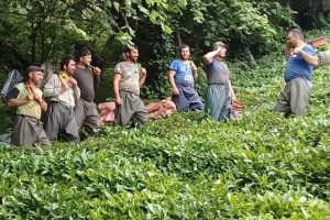 İşçiler çay toplamayı eğlenceye dönüştürdü