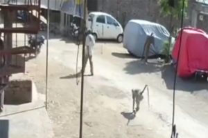 Maymunların saldırdığı insanlar neye uğradıklarını şaşırdı!