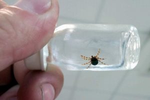 Uzmanlardan 'kene' uyarısı