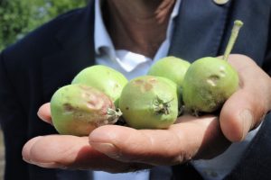 Bursa'da binlerce dönüm meyve bahçesine zarar gördü!