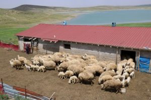 Üniversite mezunu! Koyun çiftliği kurup...
