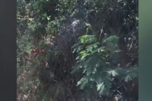 Genç kadını çalılıklar arasında vurdular!