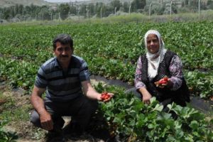 Patatesi bıraktı, günlük kazancı 1500 liraya yükseldi!