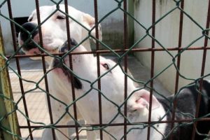 Pitbulllar, klasik müzikle sakinleştiriliyor