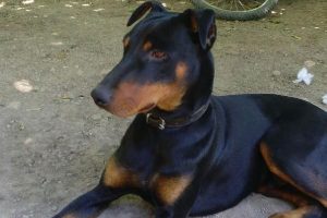Köpeğini bulana 7 bin lira ödül verecek