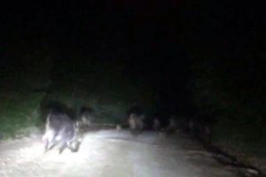Yaban domuzu sürüsü görüntülendi