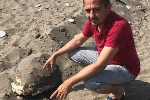 Başı ezilmiş caretta ceratta bulundu