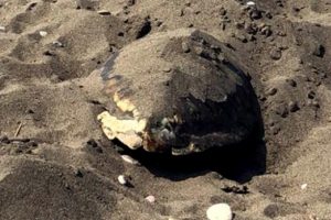Sahilde başsız caretta caretta ölüsü bulundu