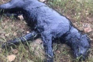 Petrol havuzuna düşen köpeğin mucize kurtuluşu