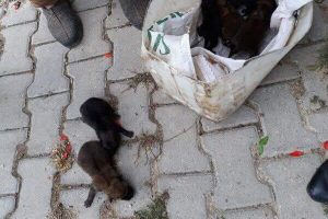 Yol kenarında bulunan kurt yavruları Bursa'da koruma altına alındı