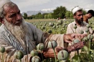 Afyon üretimi yüzde 90 arttı